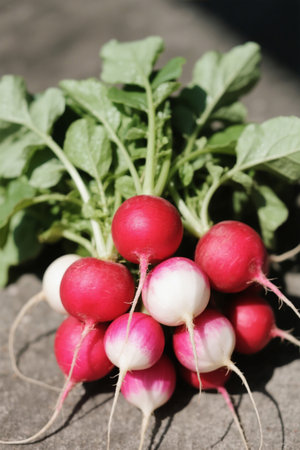 Close up of fresh leafy cherry radishの素材