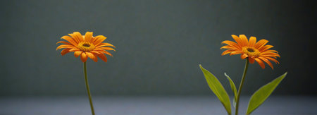 Close up of two orange flowersの素材