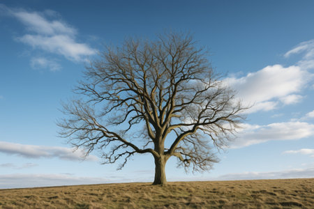 Single trees in the field with blue sky and white cloudsの素材