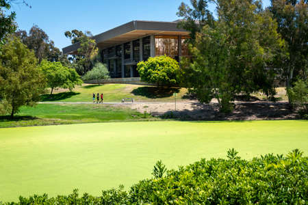 Huntington Beach, CA / USA - 07/26/2020: Duckweed covered pond in Huntington Beach Central Park,...