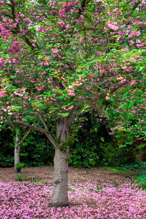 Pink flowers fall on the ground under a cherry tree in bloom, on an overcast spring day in Southern...