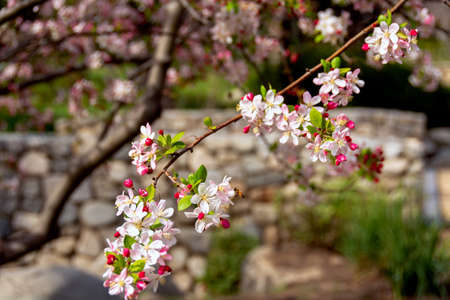 Bee is gathering pollen from the blossoms of a crabapple tree in a garden during spring.