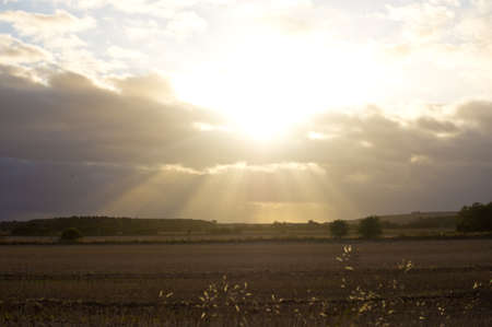 Sun beaming against hay field