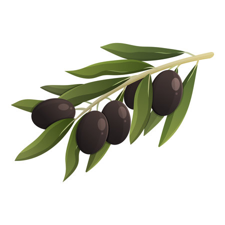 Olive branch with black olives. Vector isolated illustrationのイラスト素材