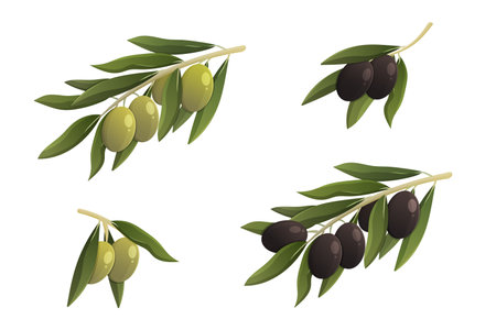 Black and green olive branches with leaves. isolated vector illustrationのイラスト素材