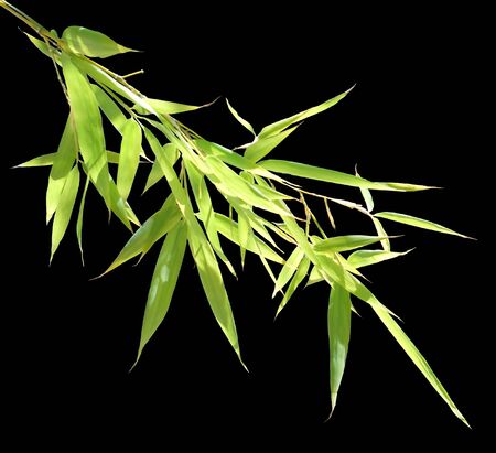 bamboo 6, bamboo leaves cut-out against a black backgroundの写真素材