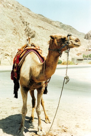camel, a saddled Dromedary camel by a road, Eilat, southern Israelの写真素材