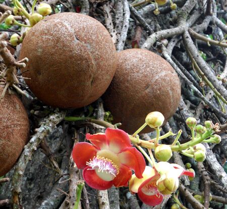 Cannon ball tree, fruit and flowers of the Cannon ball tree  Couroupita guianensis  originally from South Americaの写真素材