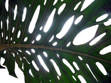 cheeseplant leaf, a cheeseplant leaf against white sunlightの写真素材