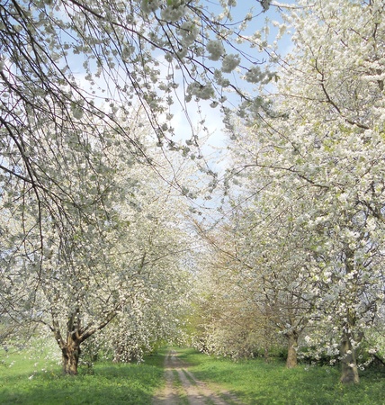 cherry blossom, an avenue of white ornamental cherry blossoms, Nork Park, Surrey, UKの写真素材