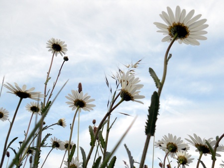 daisies, view of large wild daisies from below, UKの写真素材