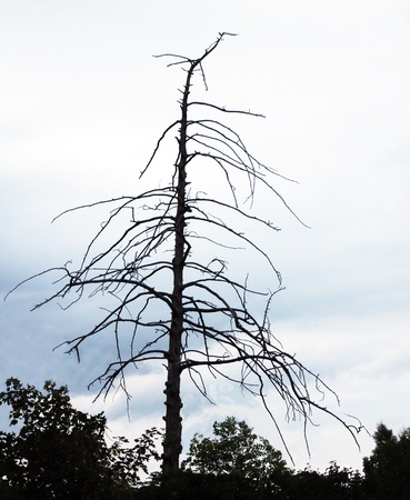 dead larch, a beautiful dead larch tree with bare branches  UK の写真素材