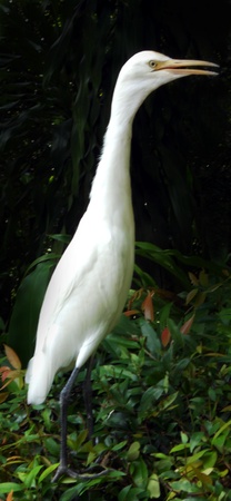 Egret 2, a small white egret against a black background  bird park, Kuala Lumpur, Malaysia の写真素材