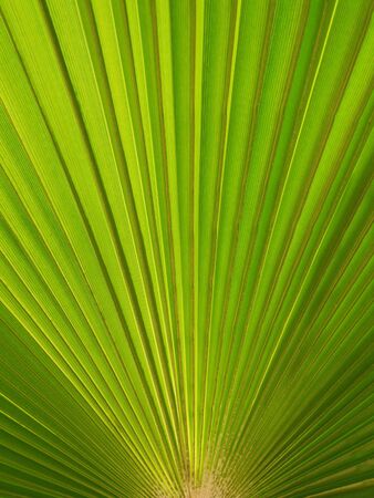 fan palm, a fan palm leaf with sunlight glowing through itの写真素材