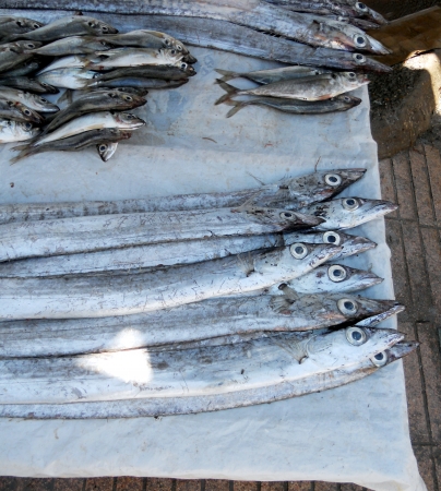 fish stall Morocco, a fish stall in Essouira, Morocco, with unusual shaped fishの写真素材