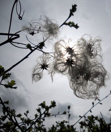 floral abstract, beautiful semi-abstract silhouette of fluffy plant seeds  UK の写真素材