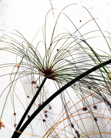 floral explosion, closeup of an aquatic plant  of the sedge family  forming a beautiful semi-abstract pattern against a white backgroundの写真素材
