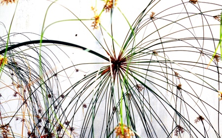 floral firework, closeup of an aquatic plant  of the sedge family  forming a beautiful semi-abstract pattern against a white backgroundの写真素材