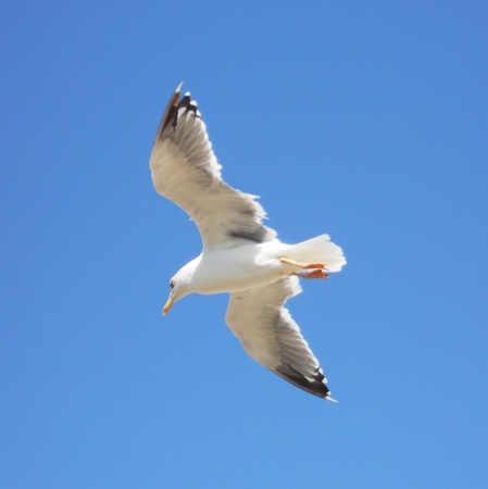 gull Essouira, gull flying, Essouira, on the coast of Moroccoの写真素材