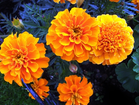 marigolds, a group of bright orange marigolds growing against their dark green folliageの写真素材