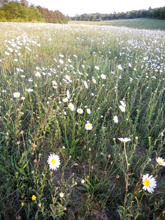 meadow with daisies, meadow with large daisies in the British summer sun, Surrey, UKの写真素材