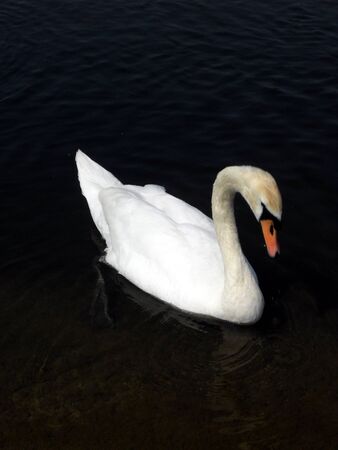 mute swan 15, mute swan swimming on dark water with gentle ripplesの写真素材