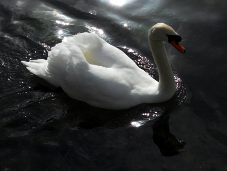 mute swan 5, mute swan swimming on dark water with sunlight reflecting on gentle ripplesの写真素材