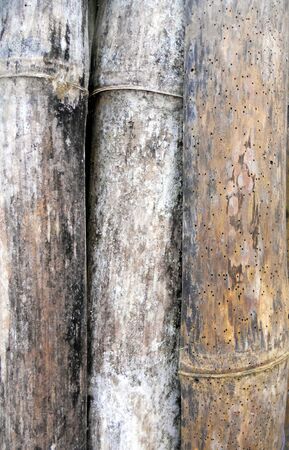 old bamboo fence, three vertical pieces of bamboo close together in an old fenceの写真素材
