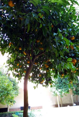 orange tree granada, beautiful orange tree with ripe oranges in Granada, Spainの写真素材