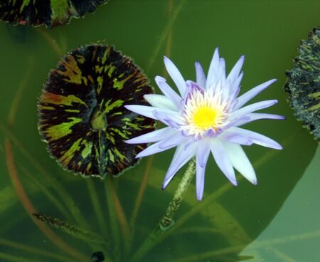 pale lotus, a delicate lotus flower in pale mauves and yellows, against the deep green of pond water and strongly marked lotus leavesの写真素材