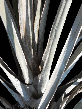 palm branches, closeup of branching palm fronds, pale green against blackの写真素材