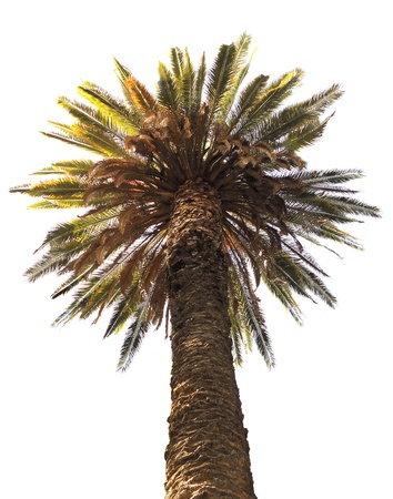 palm tree, top of a palm tree against white background,  cut-out, clipped の写真素材