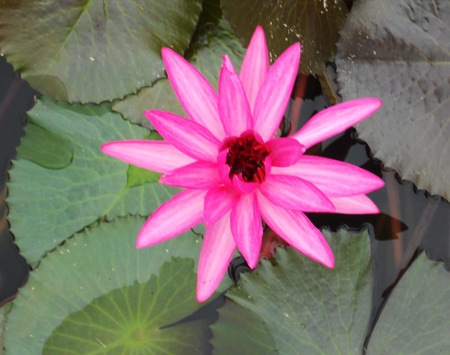 pink lotus, closeup of a lotus flower in deep pinks, against olive green lotus leaves in a pondの写真素材