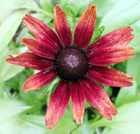 red flower 2, large deep red daisy against green foliageの写真素材