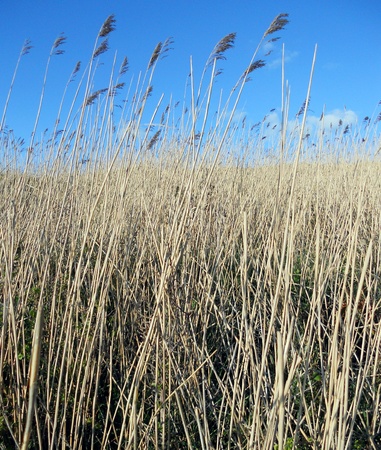 reeds and sky, a pale reed bed against deep blue sky, UK の写真素材