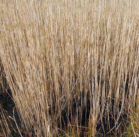 reeds, a pale reed bed growing in Britain