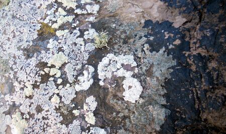 rock with lichen, many species of different colored lichen on an old rock  UK の写真素材