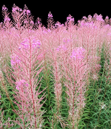 rosebay willowherb 2, a patch of wild rosebay willowherb pink with green foliage against a black background  UK の写真素材