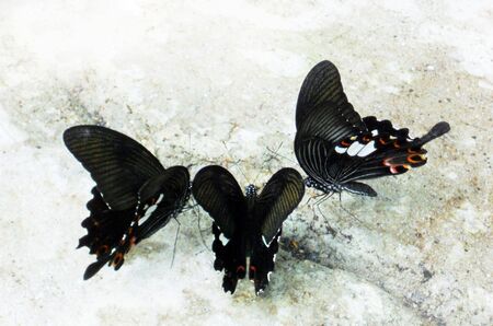 tropical butterflys 7, three dark tropical butterflys in a group on the groundの写真素材