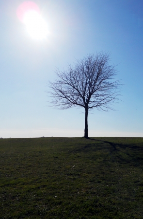 Winter tree, A lone smal tree in winter, on a grassy bank, with blue sky and sunの写真素材
