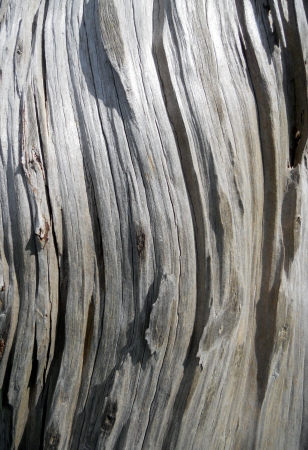 Wavy dead wood texture, Fascinating wavy sculptural texture of dead woodの写真素材