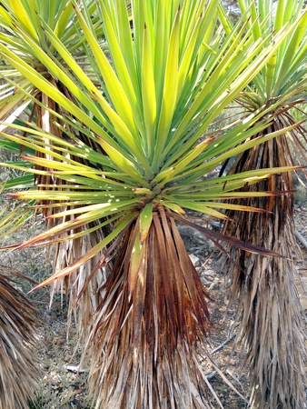 Yuccas, 3 tall Yucca plants with sunlight through the leavesの写真素材