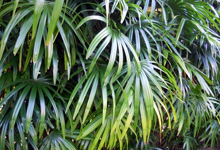tropical leaves 3, leaves of a tropical garden plant  Asia の写真素材