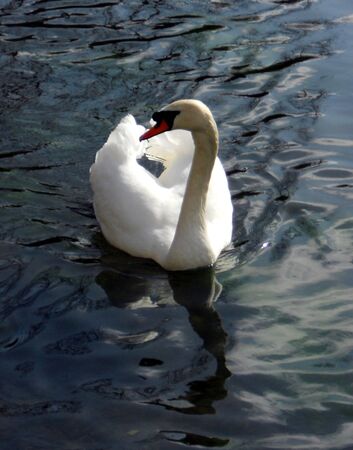 mute swan 4, a mute swan swimming towards the camera with head turnedの写真素材