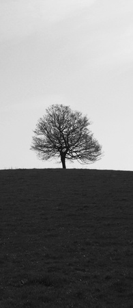 tree black and white, a single small tree in spring  UK の写真素材