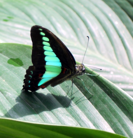 tropical butterfly 1, closeup of a large black and green tropical butterfly on a leaf  Malaysia の写真素材