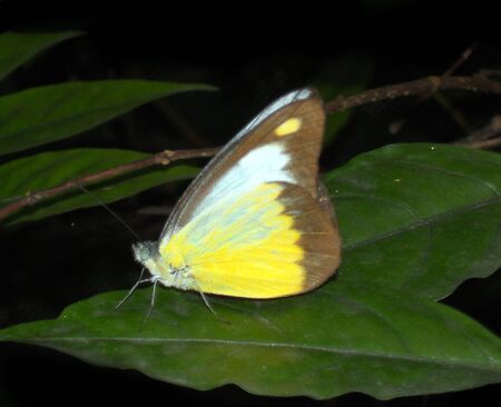 tropical butterfly 8, closeup of a yellow and brown tropical butterfly on a leaf  Malaysia の写真素材