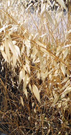 wild oats, wild oats growing,  Spain の写真素材