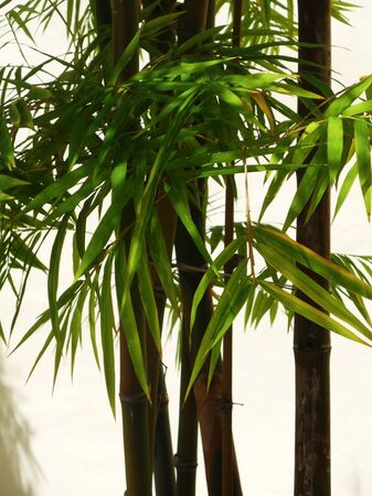bamboo13, bamboo against a cream colored wallの写真素材