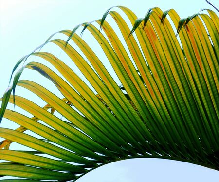 palm leaf , stunning closeup of a palm leaf in yellows and greenの写真素材